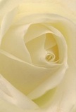 This image draws you into the very core of a cream-white rose, petals unfolding around you in a soft spiral that invites quiet reflection. Captured under tender Harrow Weald daylight, the petals seem almost weightless-as if touched by the gentle morning dew that settles near Boxtree Park. Light settles in gentle gradients, revealing velvety textures and a pale luminosity that hints at a hidden inner strength. The arrangement whispers of understated reverence, its tranquil mood perfect for extending sympathy, admiration, or new beginnings. As an experienced Harrow Weald florist, presenting this rose is like offering a hand in support or a gesture of pure celebration. The atmosphere is peaceful and hopeful, while the close perspective makes each detail-every soft curve and delicate shadow-feel immediate and filled with meaning. Though you cannot see its pale sweetness, you can almost sense the hushed fragrance in the air, connecting nature's elegance to the warm spirit of the local community.